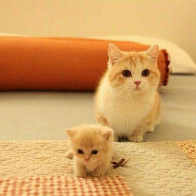 微信动物头像可爱萌宠小猫咪
