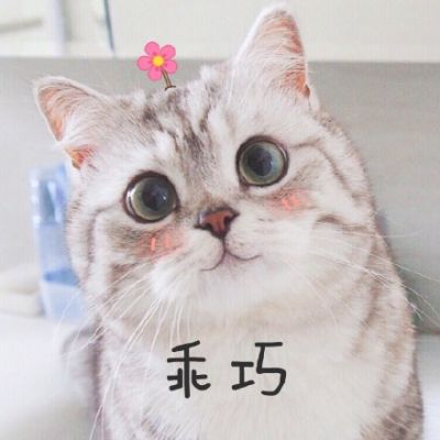 微信动物头像可爱萌宠小猫咪