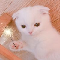 超萌的猫咪可爱微信头像大全