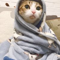 超萌的猫咪可爱微信头像大全