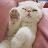 超萌的猫咪可爱微信头像大全