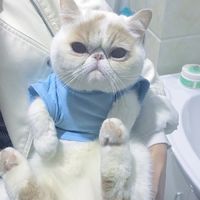 超萌的猫咪可爱微信头像大全