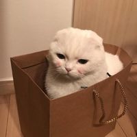 超萌的猫咪可爱微信头像大全