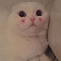 超萌的猫咪可爱微信头像大全