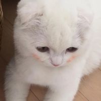 超萌的猫咪可爱微信头像大全