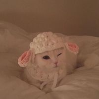 超萌的猫咪可爱微信头像大全