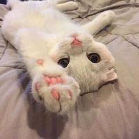 超萌的猫咪可爱微信头像大全