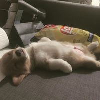 超萌的猫咪可爱微信头像大全
