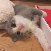 超萌的猫咪可爱微信头像大全