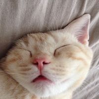 超萌的猫咪可爱微信头像大全