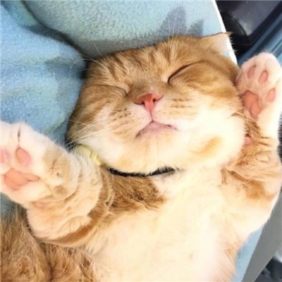 好看的微信头像猫咪萌图片