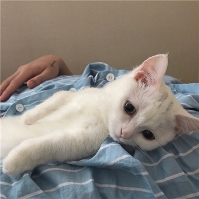 好看的微信头像猫咪萌图片