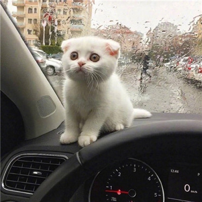 好看的微信头像猫咪萌图片