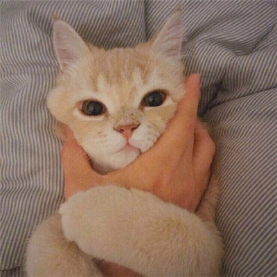 好看的微信头像猫咪萌图片
