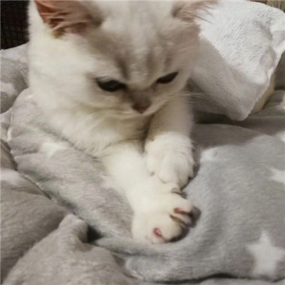 好看的微信头像猫咪萌图片