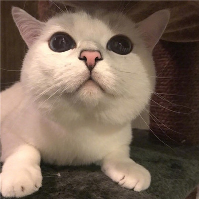 好看的微信头像猫咪萌图片