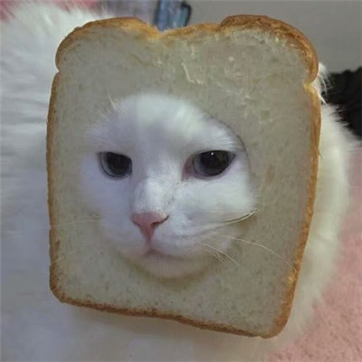 好看的微信头像猫咪萌图片