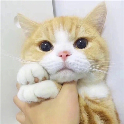 好看的微信头像猫咪萌图片
