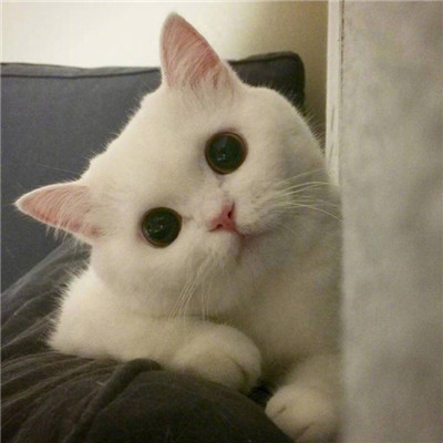 好看的微信头像猫咪萌图片