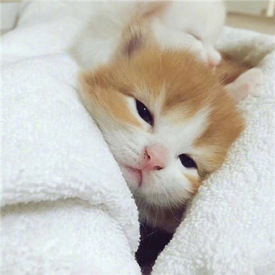 好看的微信头像猫咪萌图片