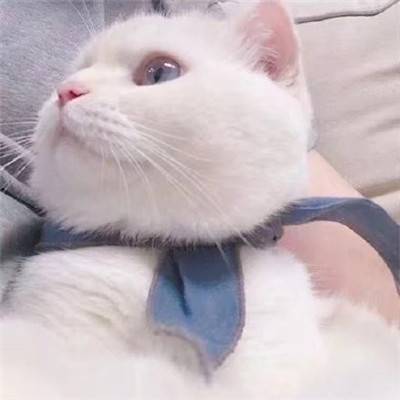 好看的微信头像猫咪萌图片