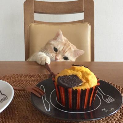微信萌宠可爱小猫咪头像精选