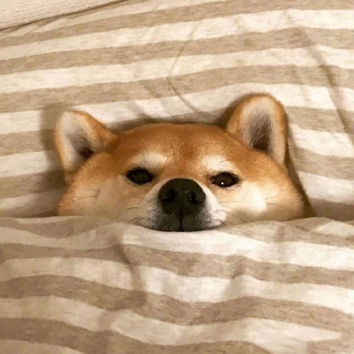 被窝里的柴犬  我懒