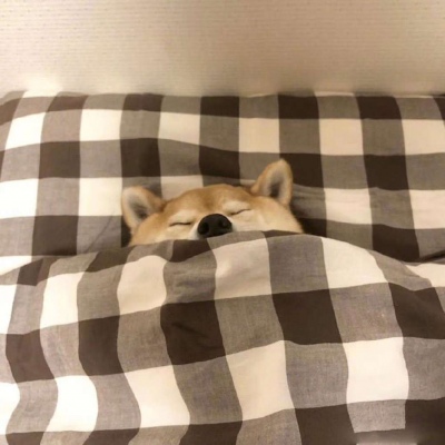 被窝里的柴犬  我懒