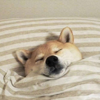 被窝里的柴犬  我懒