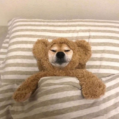 被窝里的柴犬  我懒