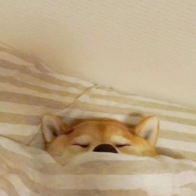 被窝里的柴犬  我懒