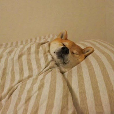 被窝里的柴犬  我懒