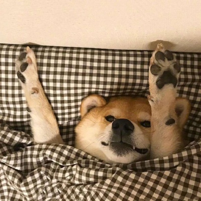 被窝里的柴犬  我懒