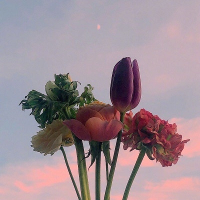 江孑/唯美花朵/天空静物/不看路人 不换星辰/