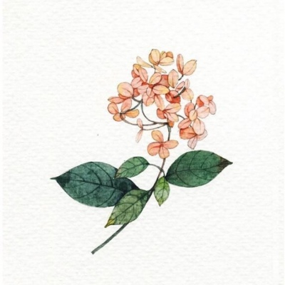 林弦 插画#唯美花朵#静物素描 长安归故里我归你