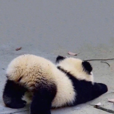 林弦 可爱熊猫头像