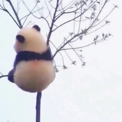 林弦 可爱熊猫头像