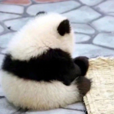 林弦 可爱熊猫头像
