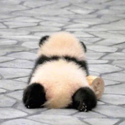 林弦 可爱熊猫头像