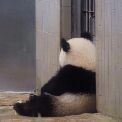 林弦 可爱熊猫头像