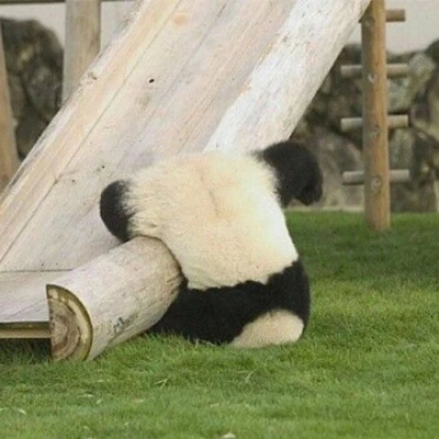 林弦 可爱熊猫头像