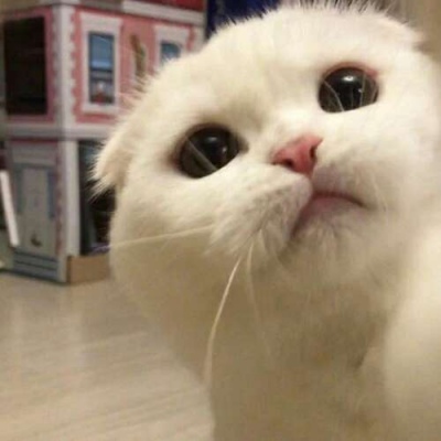 苏瓷:可爱宠物头像（微信 卡哇伊 可爱 个性 猫咪）