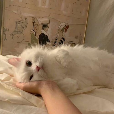 苏瓷:可爱宠物头像（微信 卡哇伊 可爱 个性 猫咪）