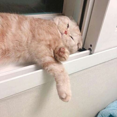 苏瓷:可爱宠物头像（微信 卡哇伊 可爱 个性 猫咪）