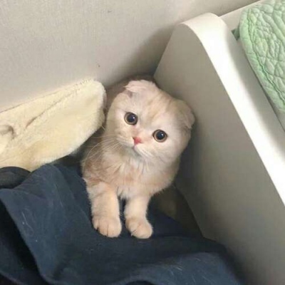 苏瓷:可爱宠物头像（微信 卡哇伊 可爱 个性 猫咪）