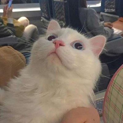 苏瓷:可爱宠物头像（微信 卡哇伊 可爱 个性 猫咪）