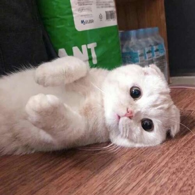 苏瓷:可爱宠物头像（微信 卡哇伊 可爱 个性 猫咪）