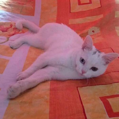 苏瓷:可爱宠物头像（微信 卡哇伊 可爱 个性 猫咪）