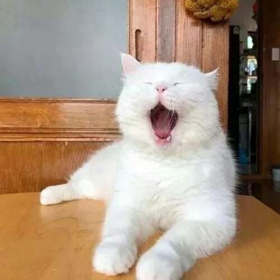 苏瓷:可爱宠物头像（微信 卡哇伊 可爱 个性 猫咪）