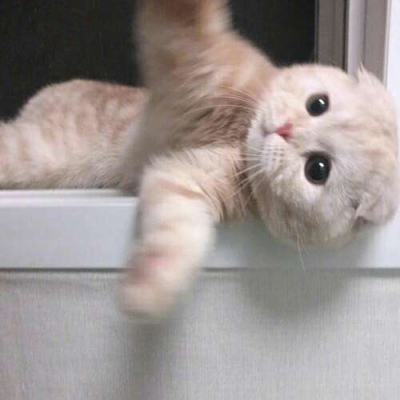 苏瓷:可爱宠物头像（微信 卡哇伊 可爱 个性 猫咪）